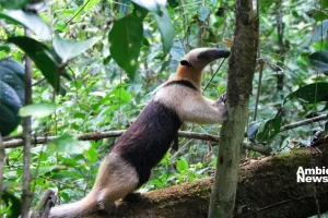 ANWEB Trafico ilegal de flora y fauna silvestre amenaza la biodiversidad en Chiapas
