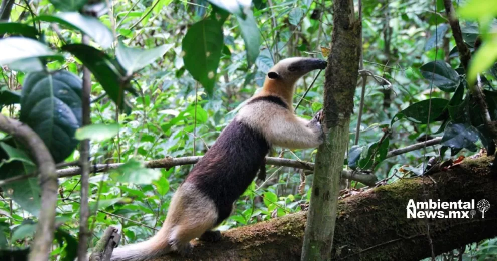 ANWEB Trafico ilegal de flora y fauna silvestre amenaza la biodiversidad en Chiapas