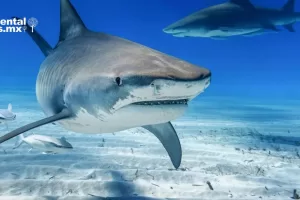 ANWEB Una de cada siete especies de tiburones y rayas de aguas profundas en peligro de extincion por sobrepesca