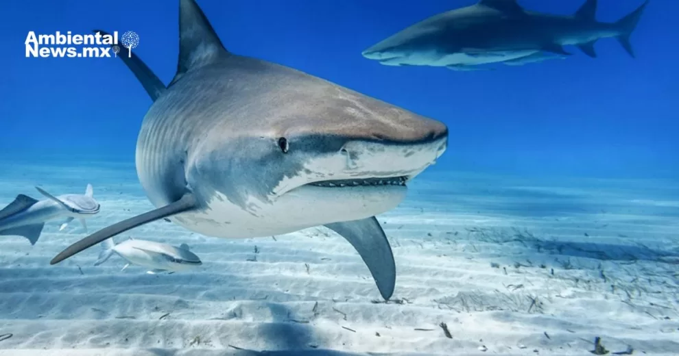 ANWEB Una de cada siete especies de tiburones y rayas de aguas profundas en peligro de extincion por sobrepesca