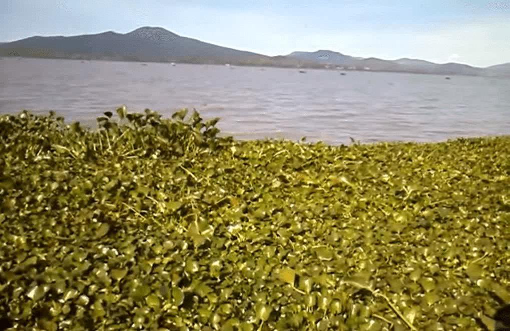 Sin una remediación efectiva, en 2030 desaparecerá el Lago de Pátzcuaro 18 image 38