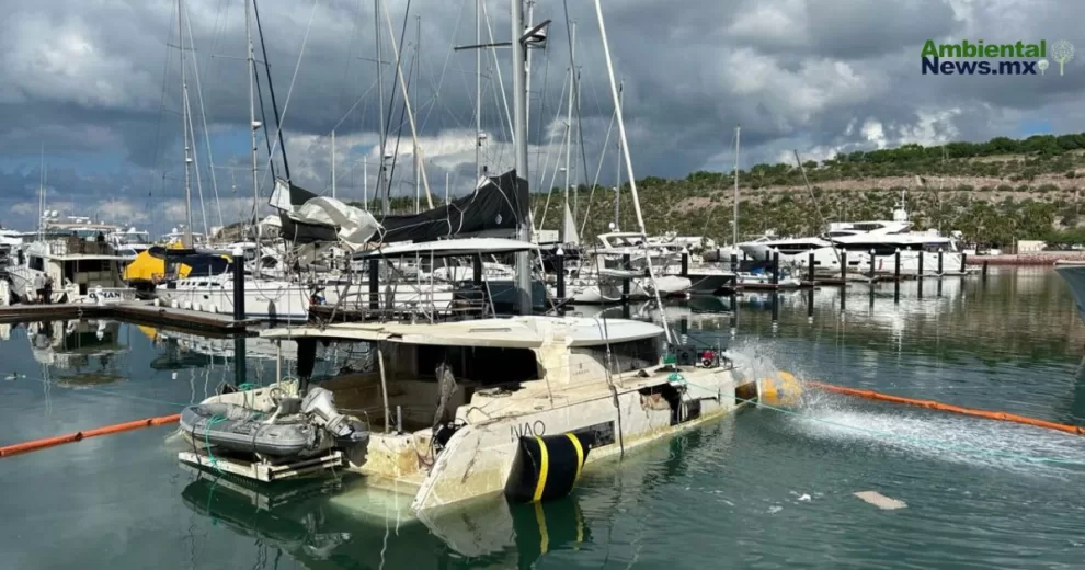 Alerta por Cementerio de Yates en BCS: Riesgo para Fauna y Flora Marina
