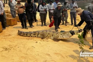 ANWEB Autoridades colombianas devuelven 11 ejemplares de cocodrilos del Orinoco a su habitat natural