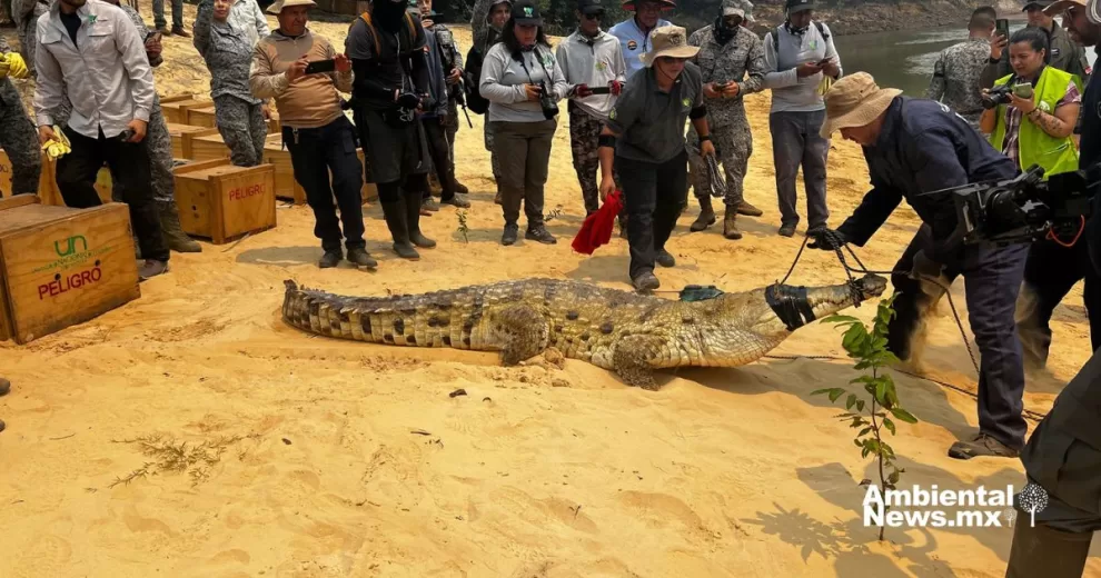 ANWEB Autoridades colombianas devuelven 11 ejemplares de cocodrilos del Orinoco a su habitat natural