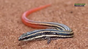 ANWEB Brasil Reptiles en riesgo por el cambio climatico