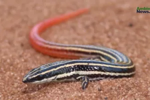 ANWEB Brasil Reptiles en riesgo por el cambio climatico