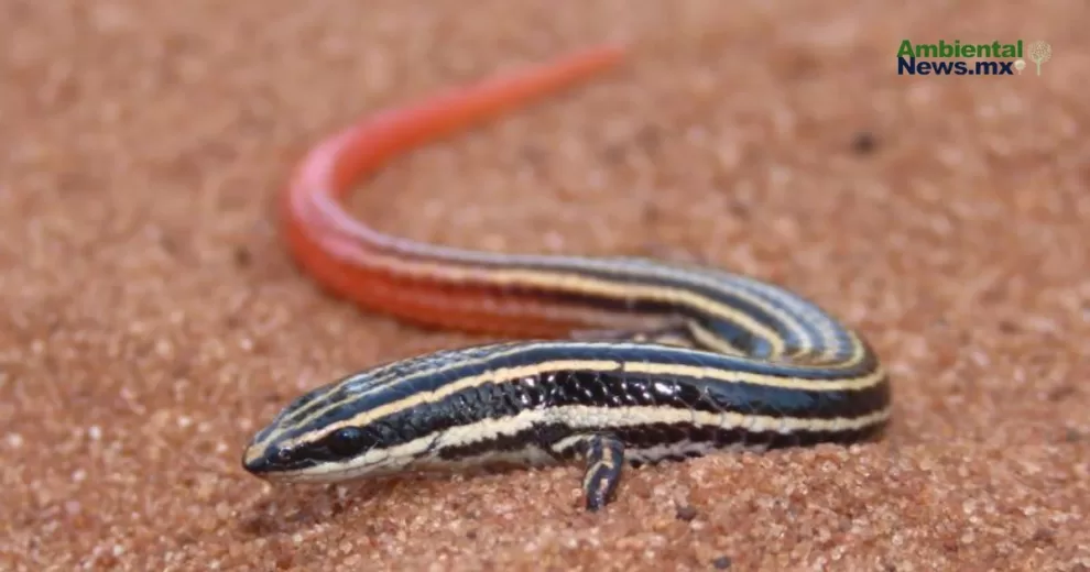 Brasil: Reptiles en riesgo por el cambio climático 10 ANWEB Brasil Reptiles en riesgo por el cambio climatico