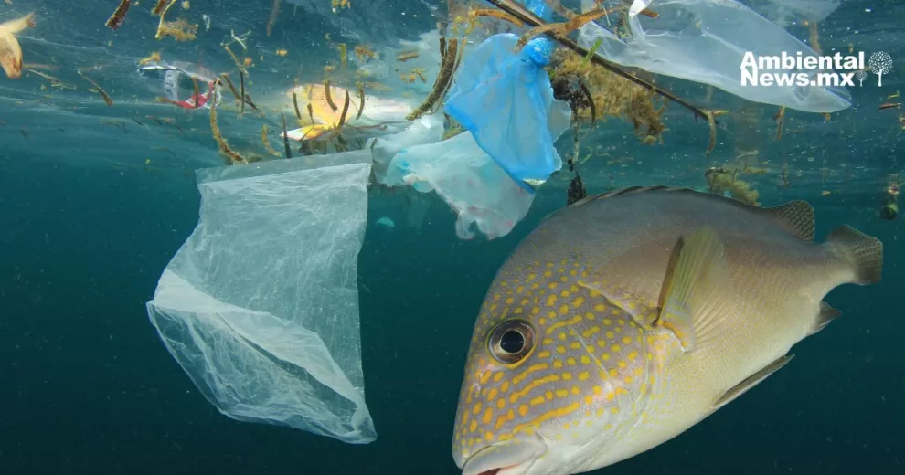 Cinco empresas responsables del 24% de la contaminación plástica rastreable, según estudio