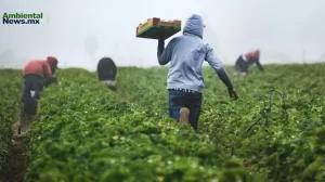 ANWEB Dia Internacional de la Oposicion a los Transgenicos 2024 Alerta sobre los Peligros