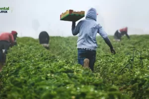 ANWEB Dia Internacional de la Oposicion a los Transgenicos 2024 Alerta sobre los Peligros