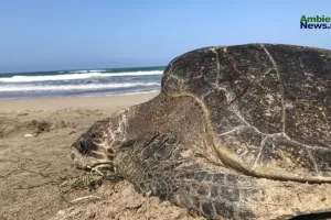 ANWEB Documentan alta mortandad de Tortuga Caguama