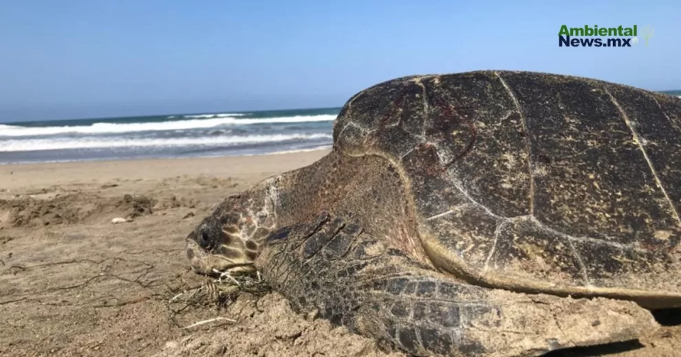 ANWEB Documentan alta mortandad de Tortuga Caguama