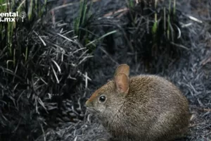 ANWEB El Teporingo Vulnerable ante la expansion urbana de la Ciudad de Mexico