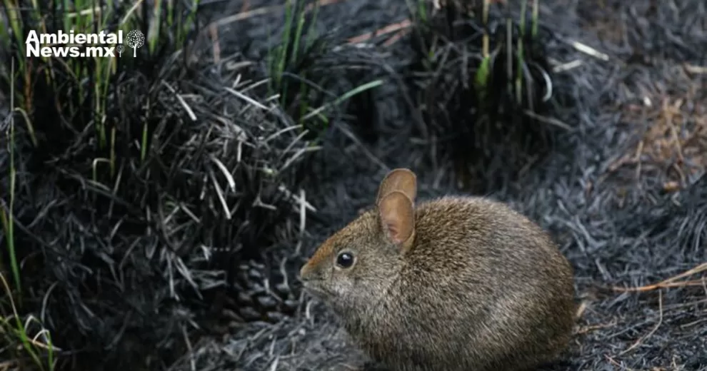 ANWEB El Teporingo Vulnerable ante la expansion urbana de la Ciudad de Mexico