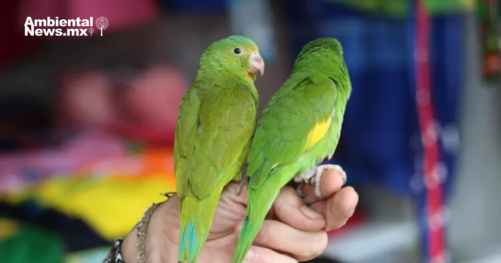 El comercio ilegal de mascotas salvajes: Una amenaza para la salud y la conservación 10 ANWEB El comercio ilegal de mascotas salvajes Una amenaza para la salud y la conservacion