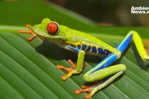 ANWEB Esperanza para los anfibios cientificos logran controlar enfermedad mundial