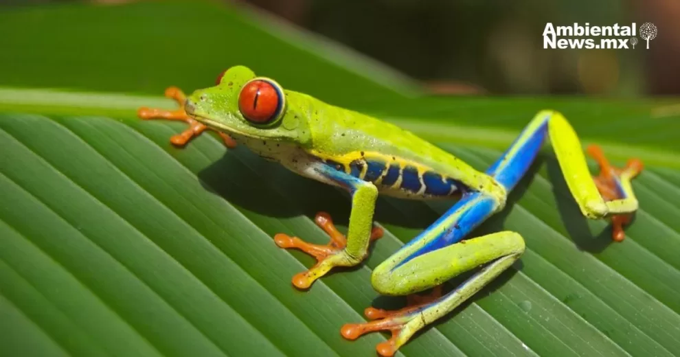 ANWEB Esperanza para los anfibios cientificos logran controlar enfermedad mundial