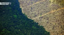 ANWEB Estos paises lideraron la destruccion de Bosques Tropicales el ano pasado