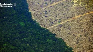 ANWEB Estos paises lideraron la destruccion de Bosques Tropicales el ano pasado