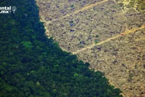 ANWEB Estos paises lideraron la destruccion de Bosques Tropicales el ano pasado