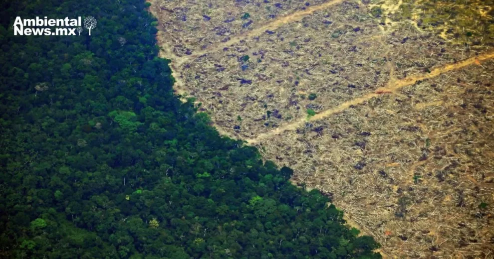 ANWEB Estos paises lideraron la destruccion de Bosques Tropicales el ano pasado