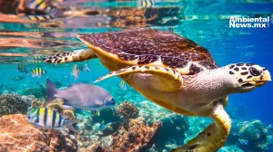 ANWEB La importancia de la Biodiversidad Mas que una definicion