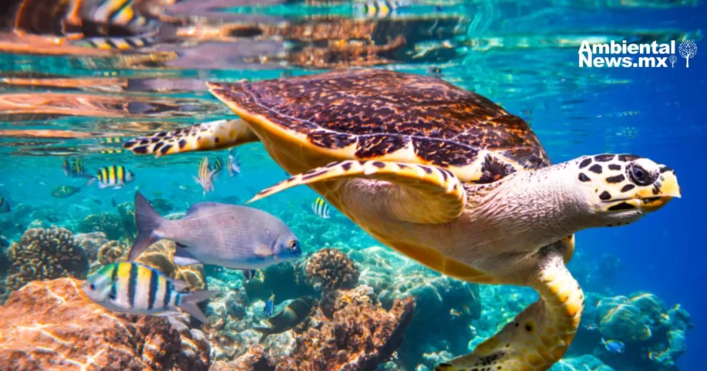 La importancia de la Biodiversidad: Más que una definición 10 ANWEB La importancia de la Biodiversidad Mas que una definicion