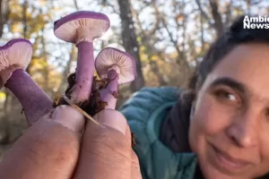 ANWEB National Geographic presenta el documental Flora Fauna y Funga en el Festival de Cine Santiago Wild