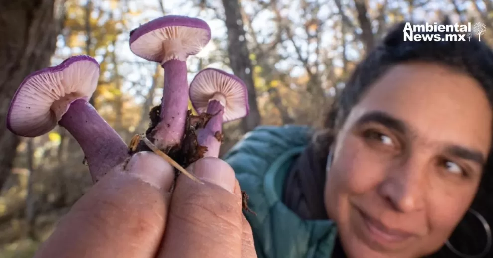 ANWEB National Geographic presenta el documental Flora Fauna y Funga en el Festival de Cine Santiago Wild