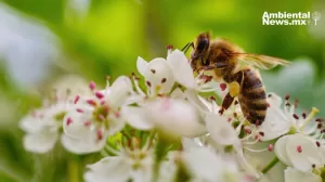 ANWEB Nueva York inaugura hoteles y bunkeres para abejas en plazas publicas y calles