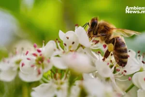 ANWEB Nueva York inaugura hoteles y bunkeres para abejas en plazas publicas y calles