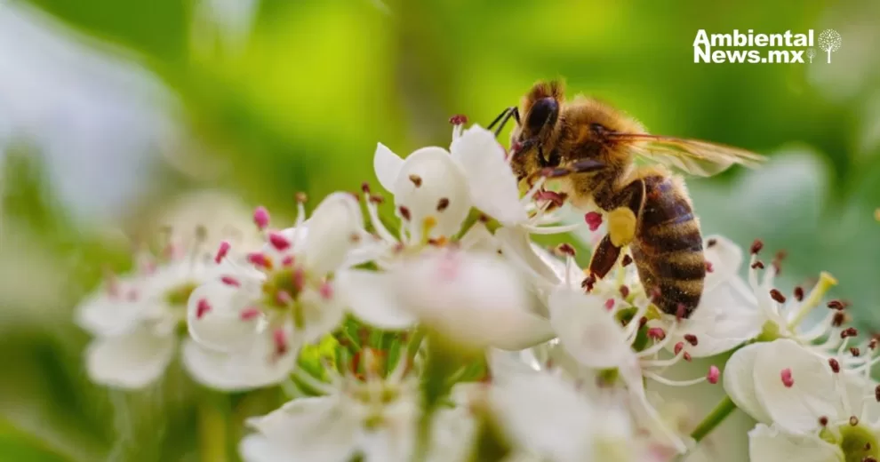 ANWEB Nueva York inaugura hoteles y bunkeres para abejas en plazas publicas y calles