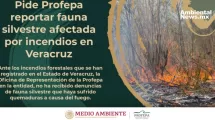 ANWEB Profepa solicita reportar fauna silvestre afectada por incendios en Veracruz