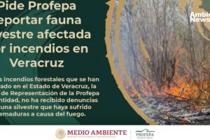 ANWEB Profepa solicita reportar fauna silvestre afectada por incendios en Veracruz