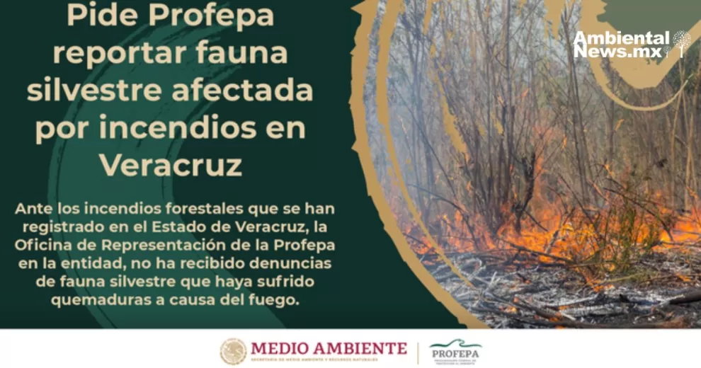 Profepa solicita reportar fauna silvestre afectada por incendios en Veracruz 10 ANWEB Profepa solicita reportar fauna silvestre afectada por incendios en Veracruz