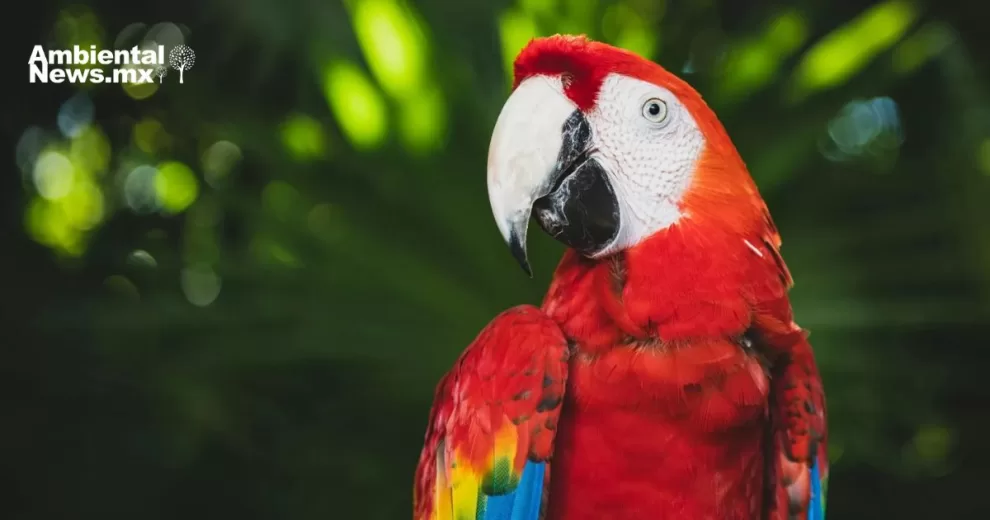 Renace la esperanza para la guacamaya roja en Guatemala: Nacen nueve pichones en reserva de Petén 10 ANWEB Renace la esperanza para la guacamaya roja en Guatemala Nacen nueve pichones en reserva de Peten