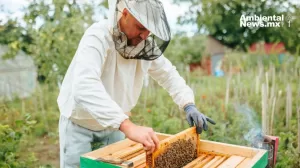 ANWEB Rescatan mas de 30 mil abejas en Chihuahua para proteger su importancia como polinizadores