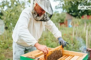 ANWEB Rescatan mas de 30 mil abejas en Chihuahua para proteger su importancia como polinizadores