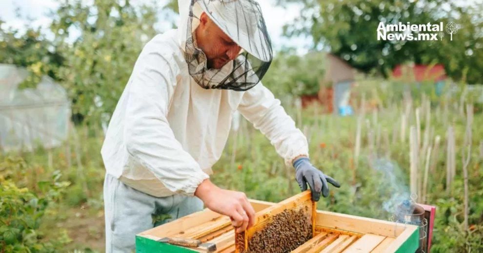 Rescatan más de 30 mil abejas en Chihuahua para proteger su importancia como polinizadores 10 ANWEB Rescatan mas de 30 mil abejas en Chihuahua para proteger su importancia como polinizadores