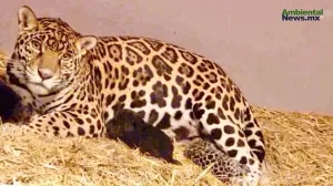ANWEB Tres cachorros de jaguar ven la luz en el Centro de Conservacion de Fauna Silvestre