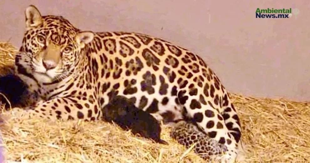 ANWEB Tres cachorros de jaguar ven la luz en el Centro de Conservacion de Fauna Silvestre