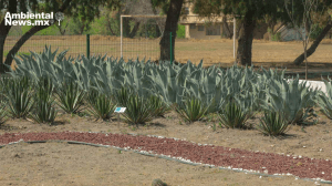 ANWEB UANL impulsa la conservacion de la flora y fauna nativa con dos nuevos jardines etnobiologicos