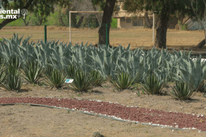 ANWEB UANL impulsa la conservacion de la flora y fauna nativa con dos nuevos jardines etnobiologicos