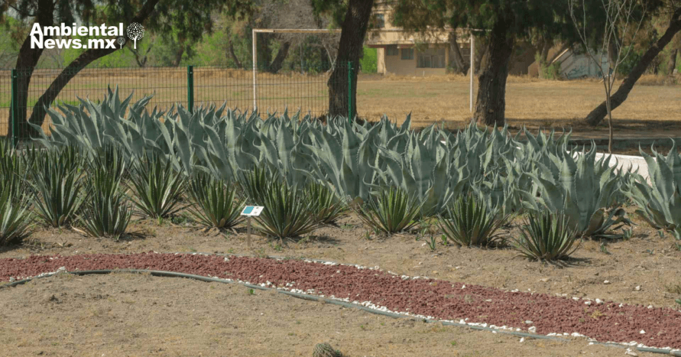 ANWEB UANL impulsa la conservacion de la flora y fauna nativa con dos nuevos jardines etnobiologicos