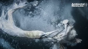 ANWEB World Nature Photography Awards 2024