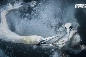 ANWEB World Nature Photography Awards 2024