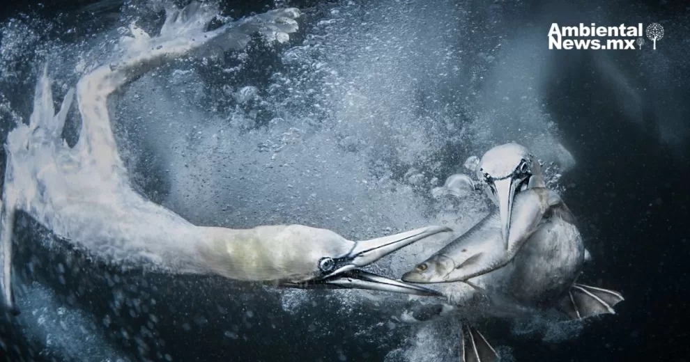 ANWEB World Nature Photography Awards 2024