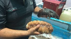 Semarnat desmantela red de tráfico ilegal de especies en operación conjunta con la Función Pública