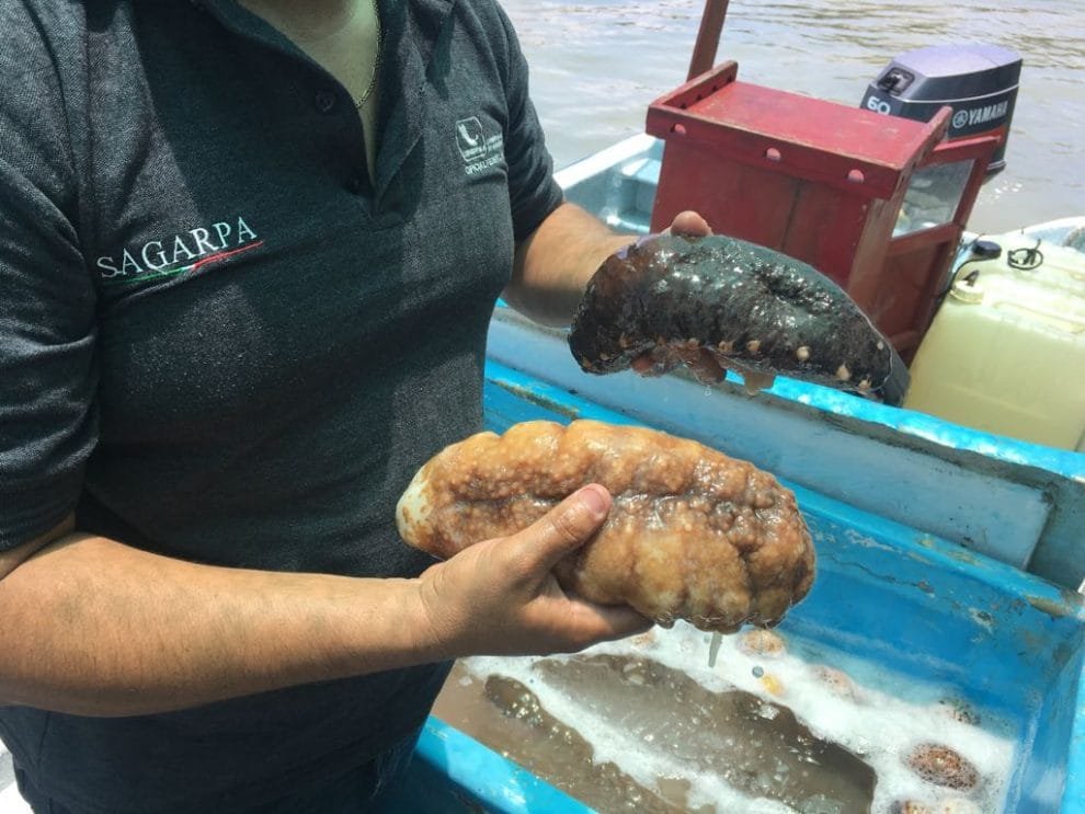 Semarnat desmantela red de tráfico ilegal de especies en operación conjunta con la Función Pública