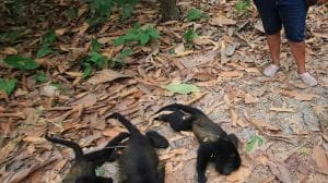 Van 138 monos saraguatos muertos en Chiapas y Tabasco